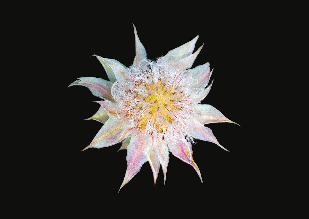 Blüte mit sternförmigen weiß-rosa Blütenblättern und gelbem Zentrum auf schwarzem Hintergrund