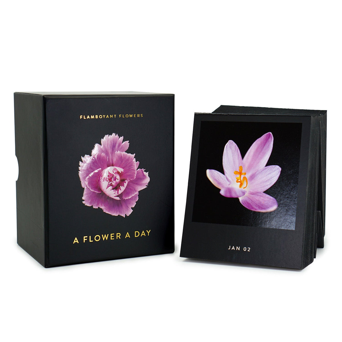 Schwarze Box mit lila Pfingstrose und aufgestellter Kalender Flamboyant Flowers mit lila Krokus-Blüte auf weißem Hintergrund.