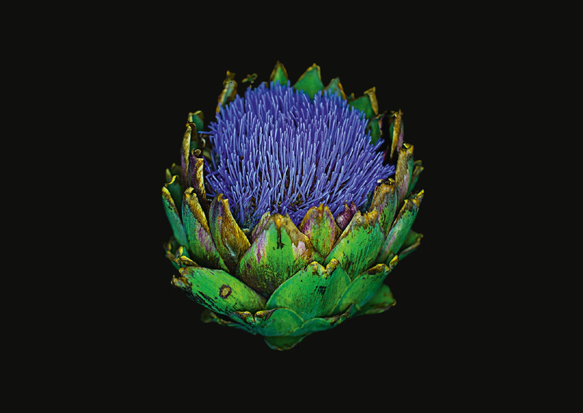 The Blooming Book