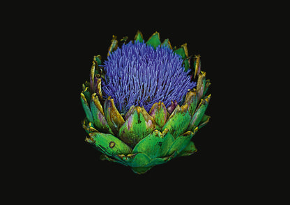 The Blooming Book