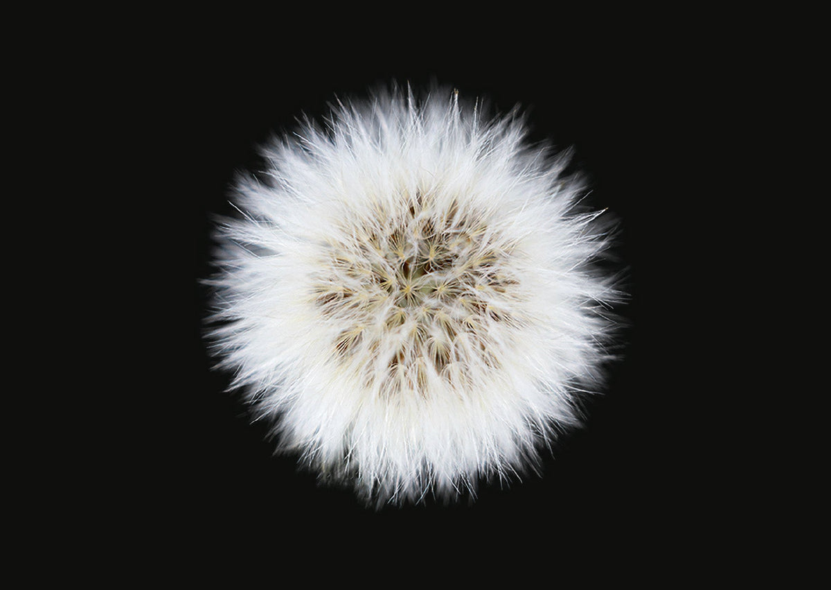 The Blooming Book
