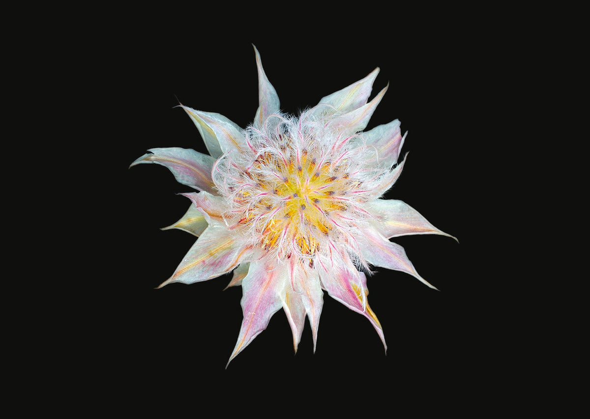 The Blooming Book