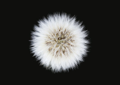 Weiße Pusteblume als Motiv auf dem Cover des Buches The Blooming Book vor schwarzem Hintergrund