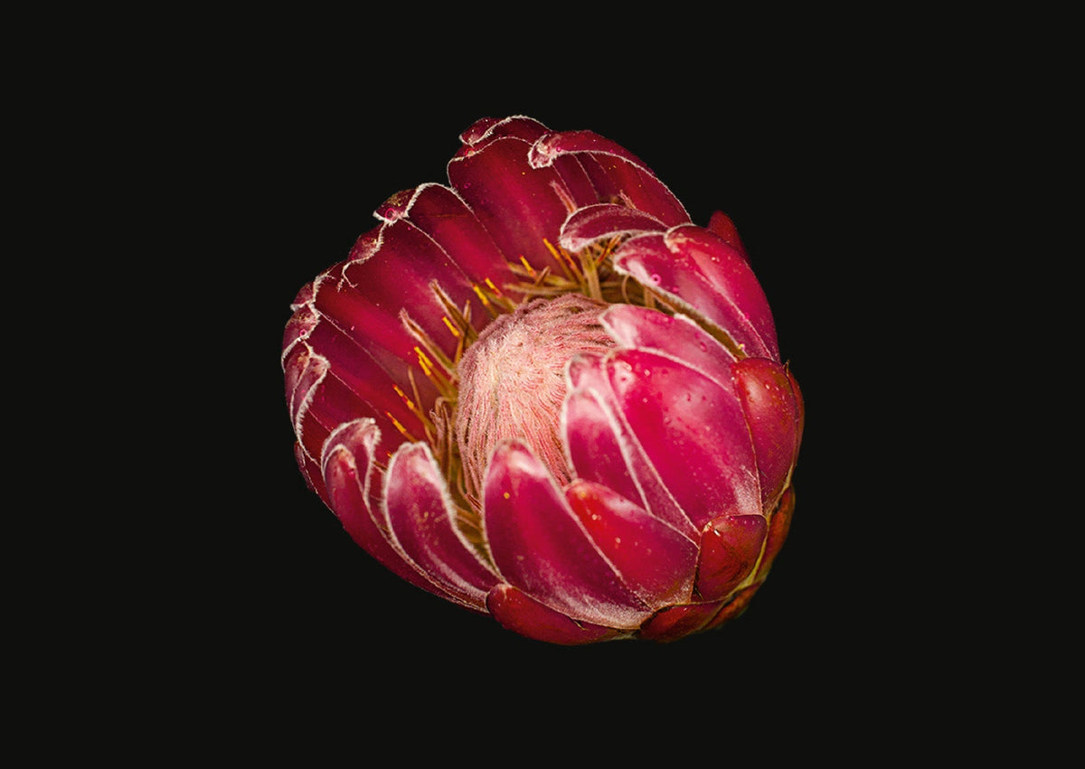 Rote Protea Blüte freigestellt auf schwarzem Hintergrund für das Buch The Blooming Book