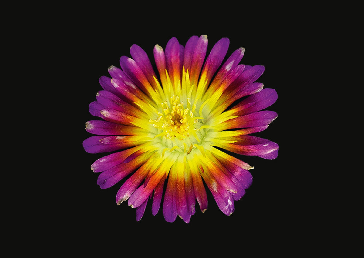 Blüte mit violetten Blütenblättern und gelbem Zentrum vor schwarzem Hintergrund für das Buch The Blooming Book