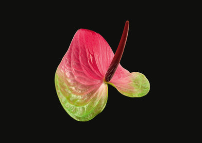 Rote Antherenblüte mit grünen Akzenten auf schwarzem Hintergrund für das Blooming Book