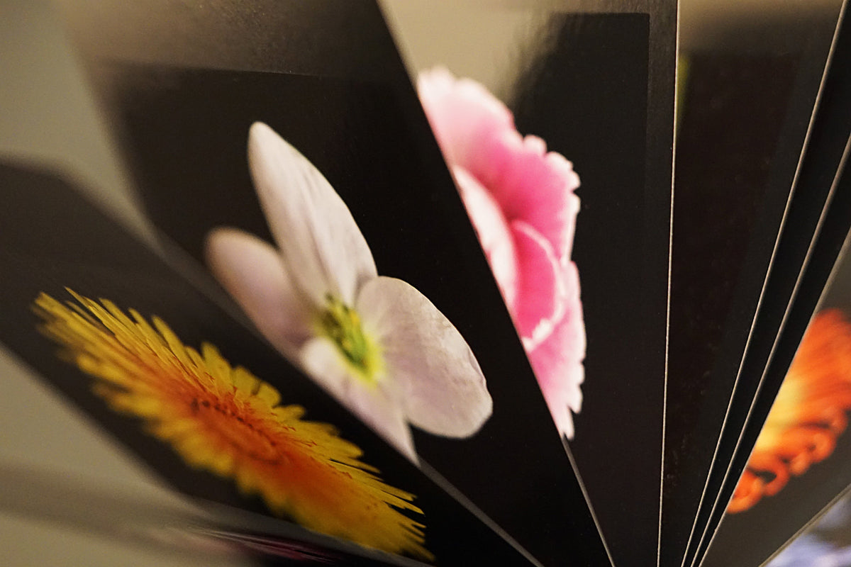 Aufgefächerte Kalenderblätter des Buches Flamboyant Flowers zeigen Nahaufnahmen von Blüten auf schwarzem Grund.