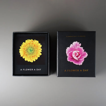 Zwei schwarze Kalenderboxen mit gelber und rosa Blüte sowie dem Titel A Flower A Day auf grauem Untergrund.