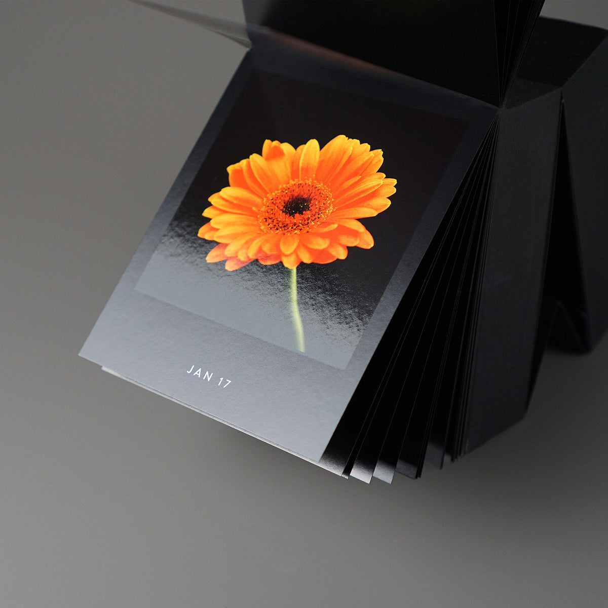 Aufgestellter Kalender Flamboyant Flowers mit einer orangefarbenen Blüte und dem Datum 17. Januar auf schwarzem Grund.
