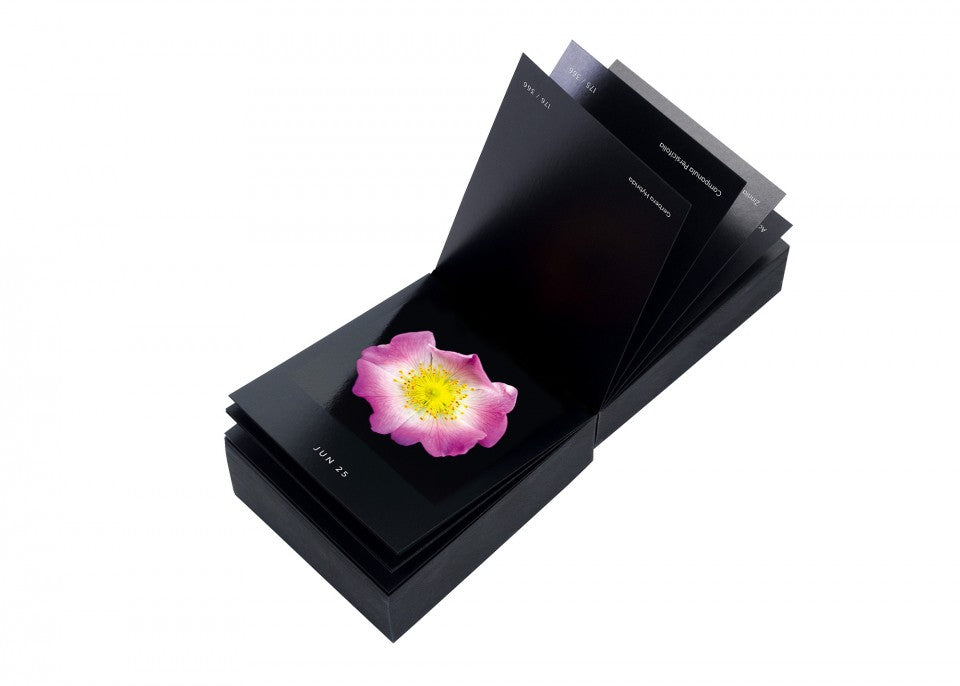 Flamboyant Flowers – Immerwährender Blumen-Abreißkalender