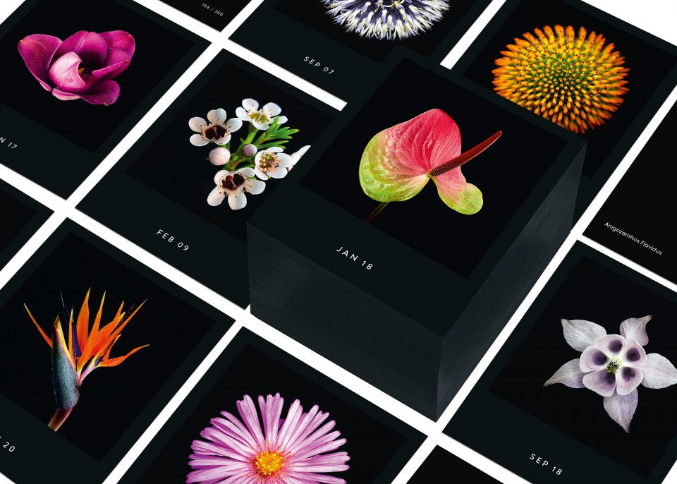 Flamboyant Flowers – Immerwährender Blumen-Abreißkalender