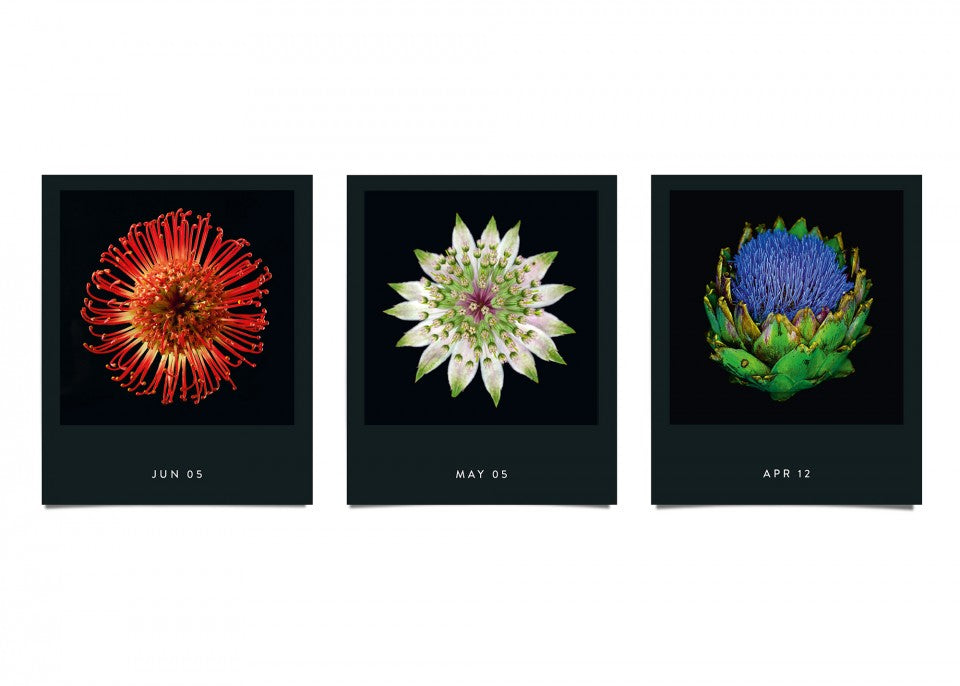 Flamboyant Flowers – Immerwährender Blumen-Abreißkalender