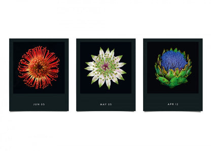 Flamboyant Flowers – Immerwährender Blumen-Abreißkalender