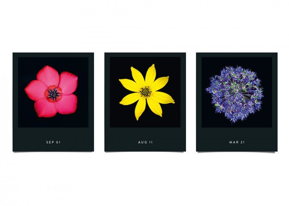 Flamboyant Flowers – Immerwährender Blumen-Abreißkalender