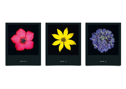 Flamboyant Flowers – Immerwährender Blumen-Abreißkalender