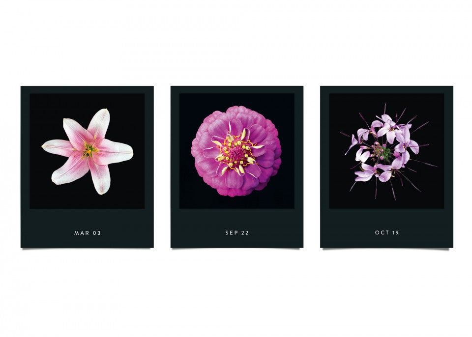 Flamboyant Flowers – Immerwährender Blumen-Abreißkalender