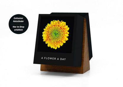 Flamboyant Flowers – Immerwährender Blumen-Abreißkalender