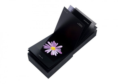 Flamboyant Flowers – Immerwährender Blumen-Abreißkalender